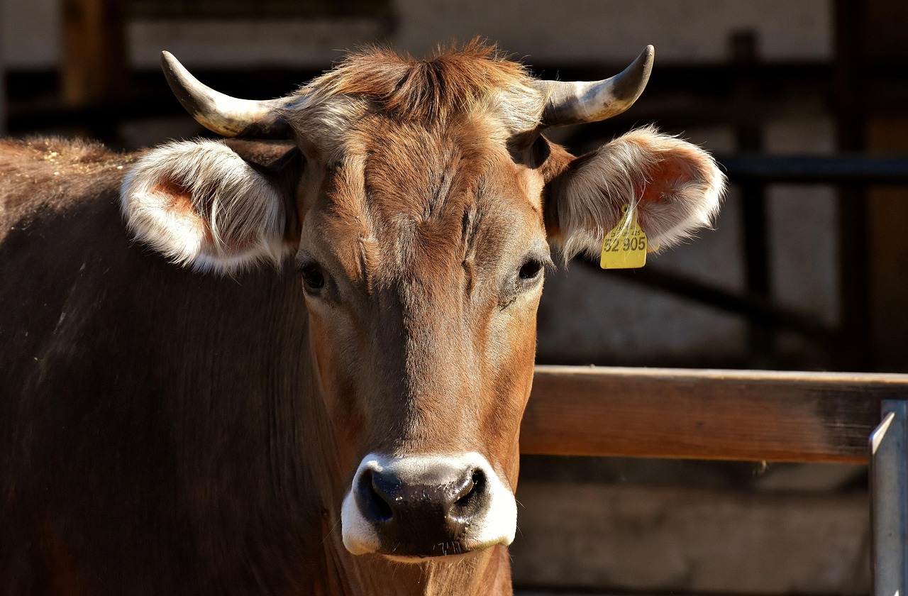 India's Surprising Role as a Major Beef Producer (image credits: pixabay)
