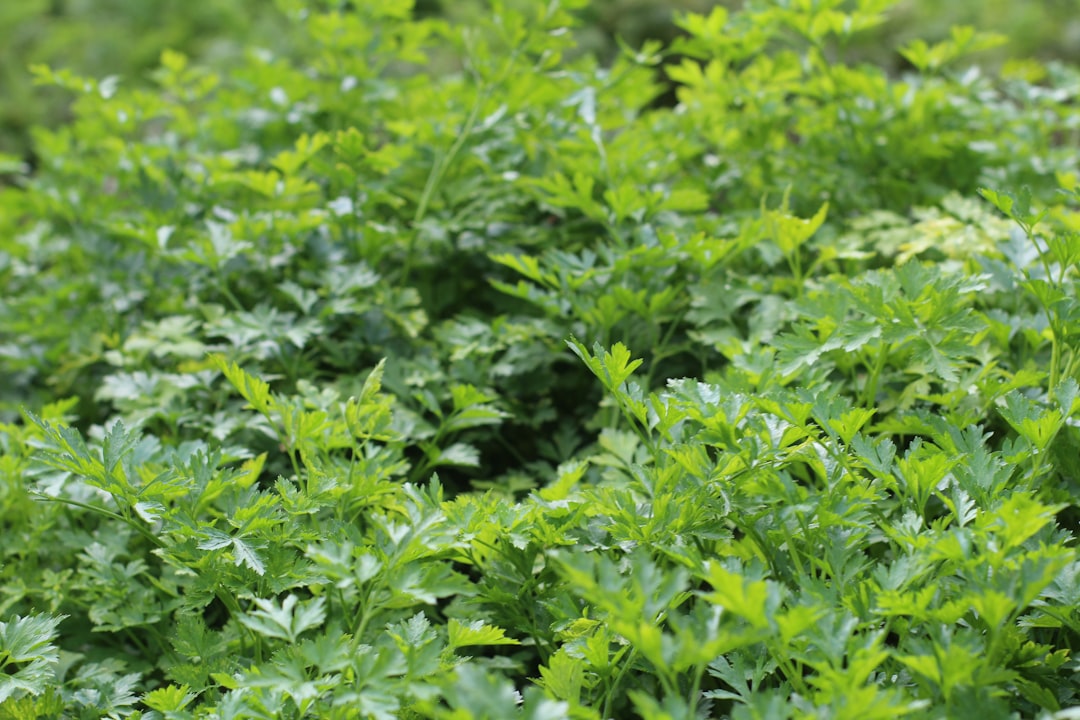Parsley: The Green Machine (image credits: unsplash)