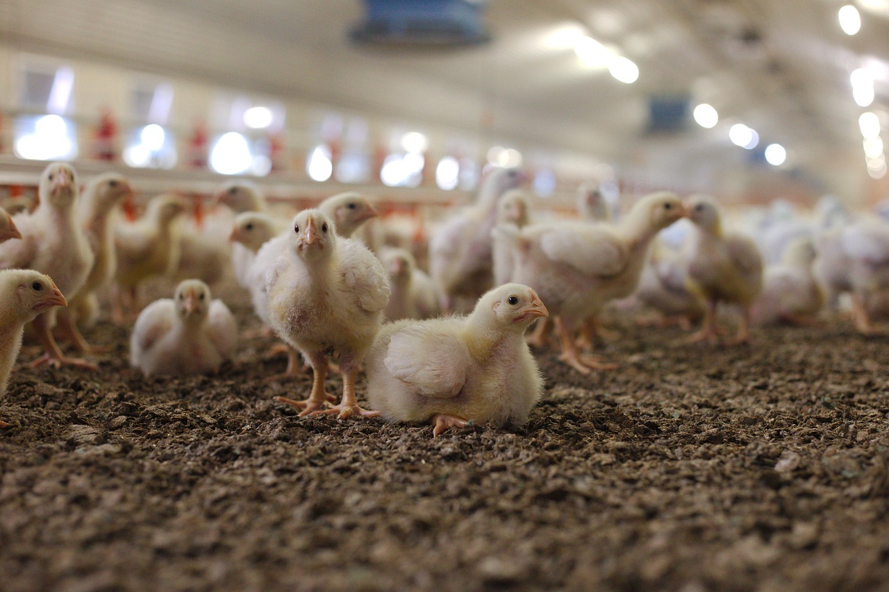 Chicken: Factory Farming's Bland Impact (Image Credits: Pixabay)