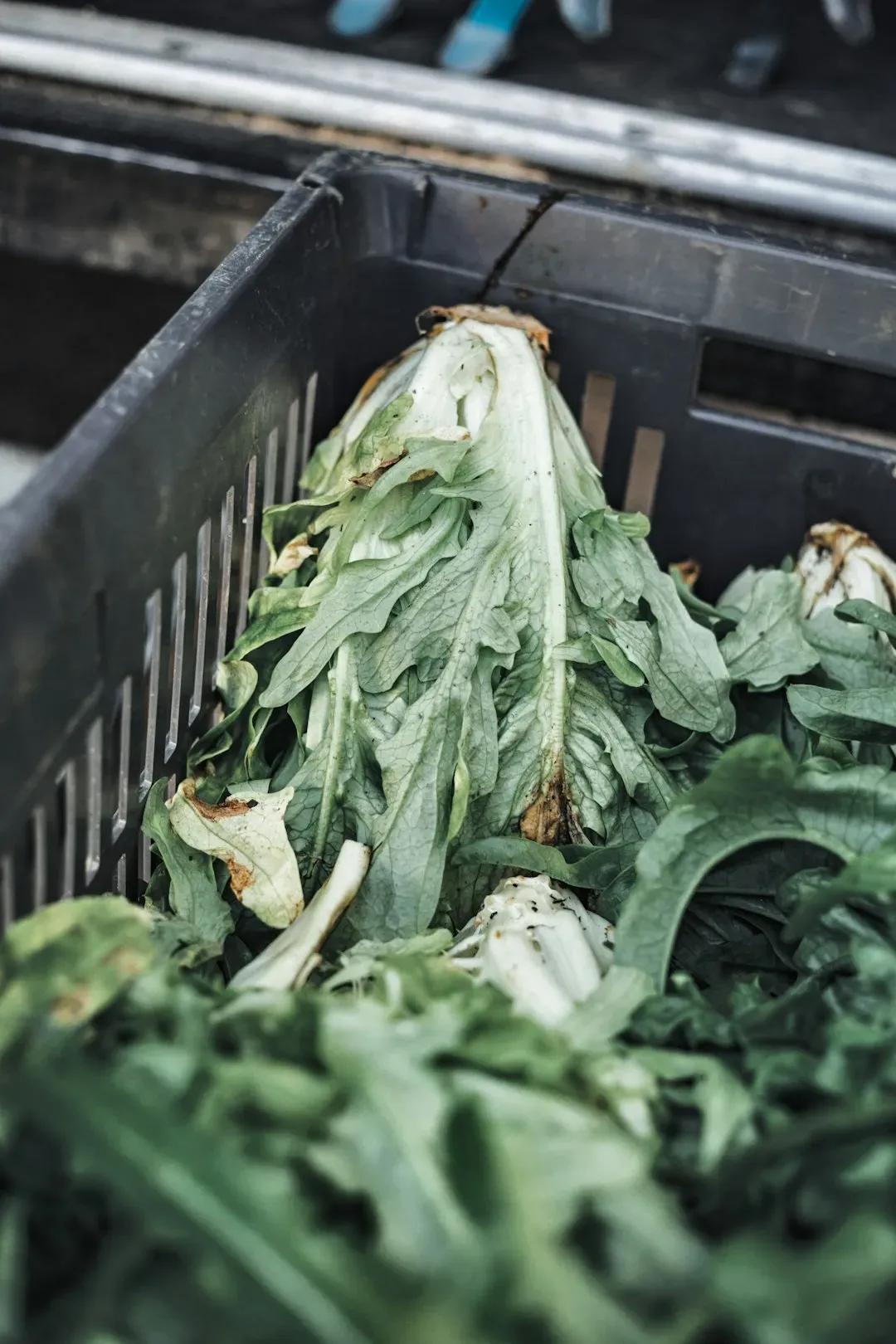 The Scale of the Problem: Why Vegetable Peels Matter More Than Ever (Image Credits: Unsplash)