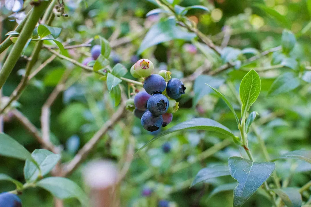 1. Wild Blueberries: The Tiny Berry With a Massive Scientific Track Record (Image Credits: Unsplash)