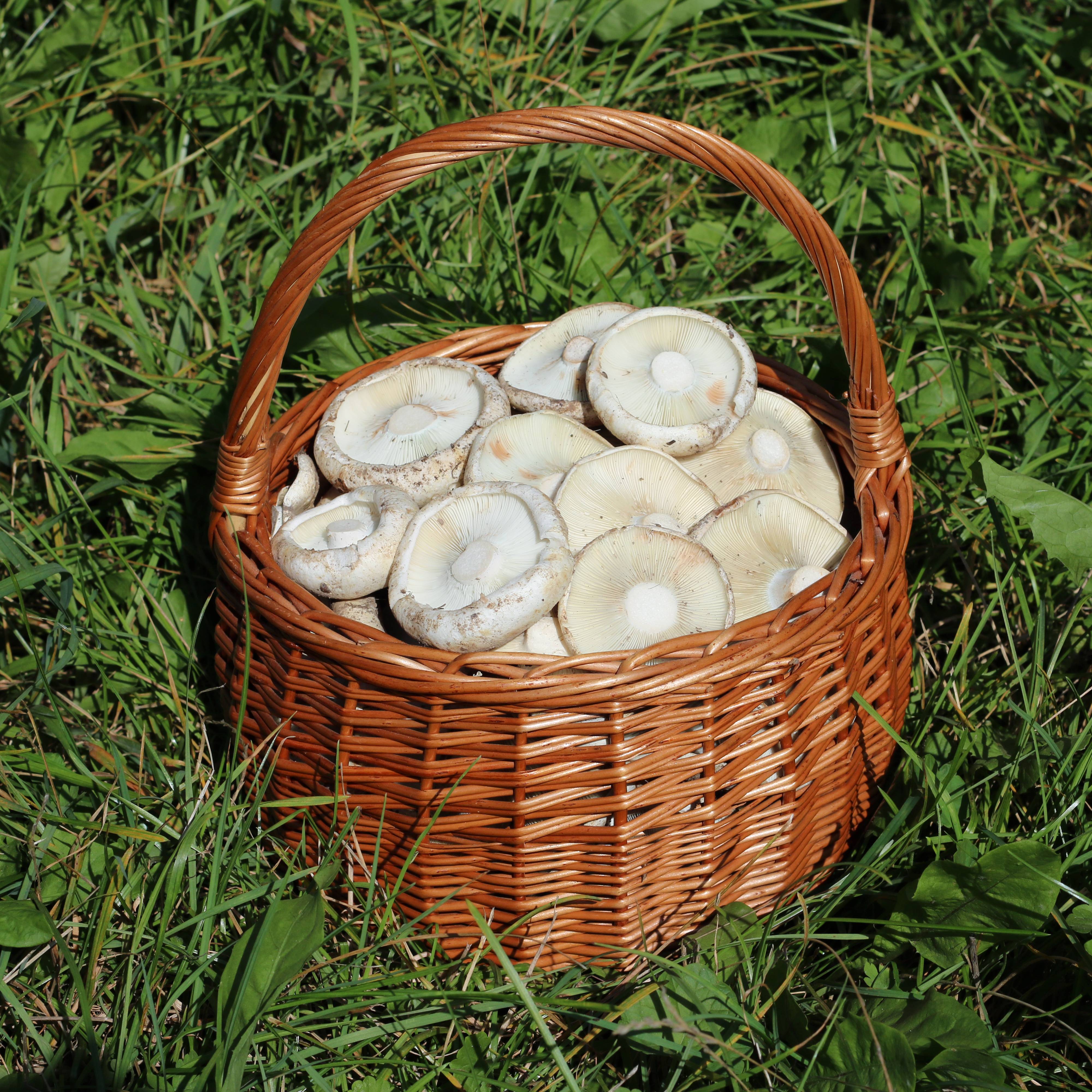 Mushrooms: Natural Immune Modulators (image credits: wikimedia)
