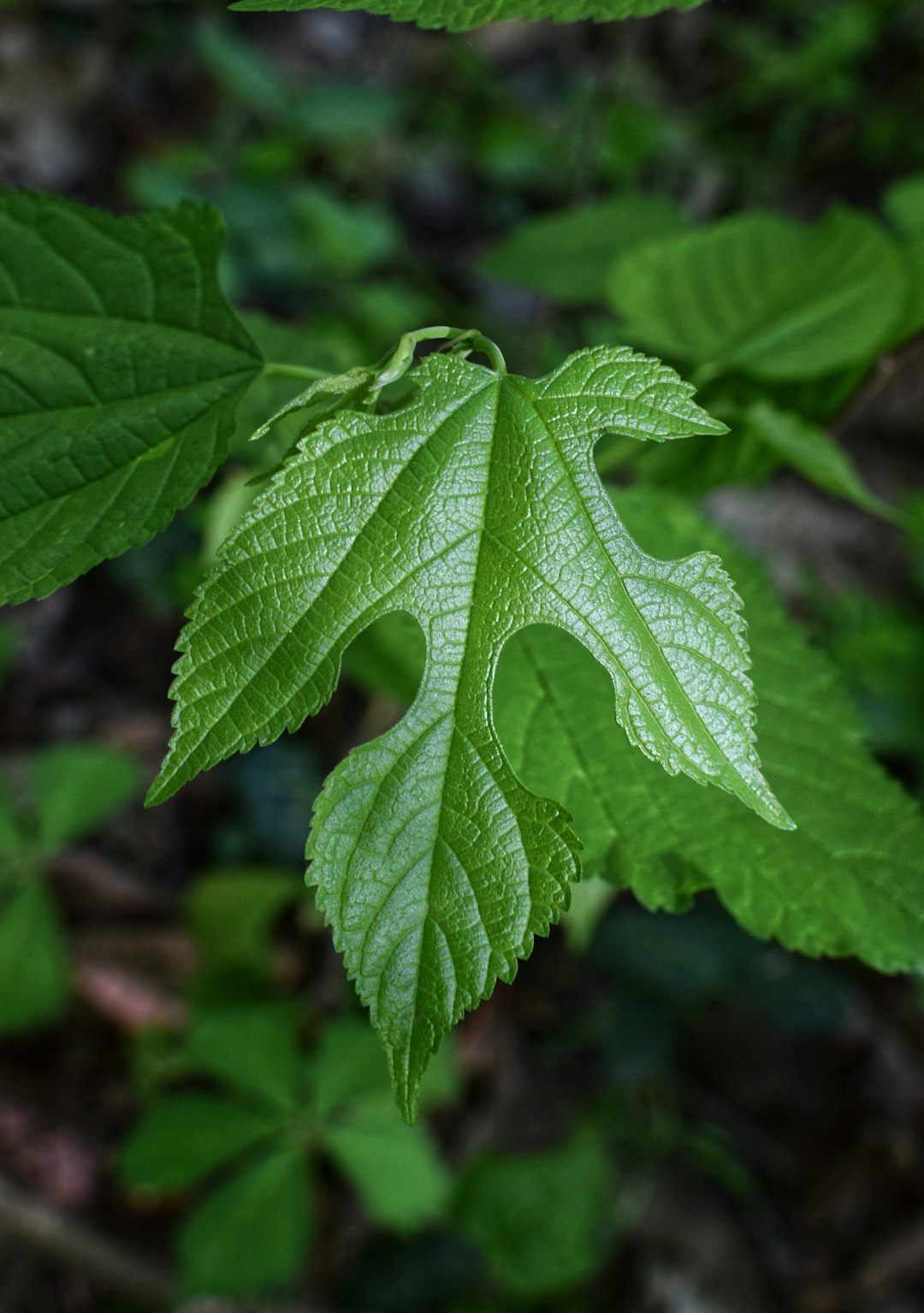 Sassafras (image credits: unsplash)