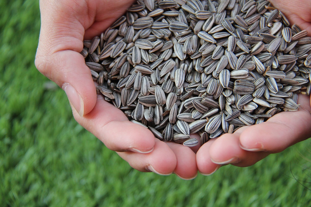 11. Sunflower Seeds: The Crunchy Snack (image credits: pixabay)