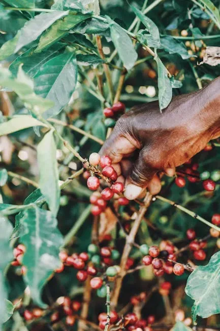 Coffee: Half the World's Growing Land Could Vanish (Image Credits: Pexels)