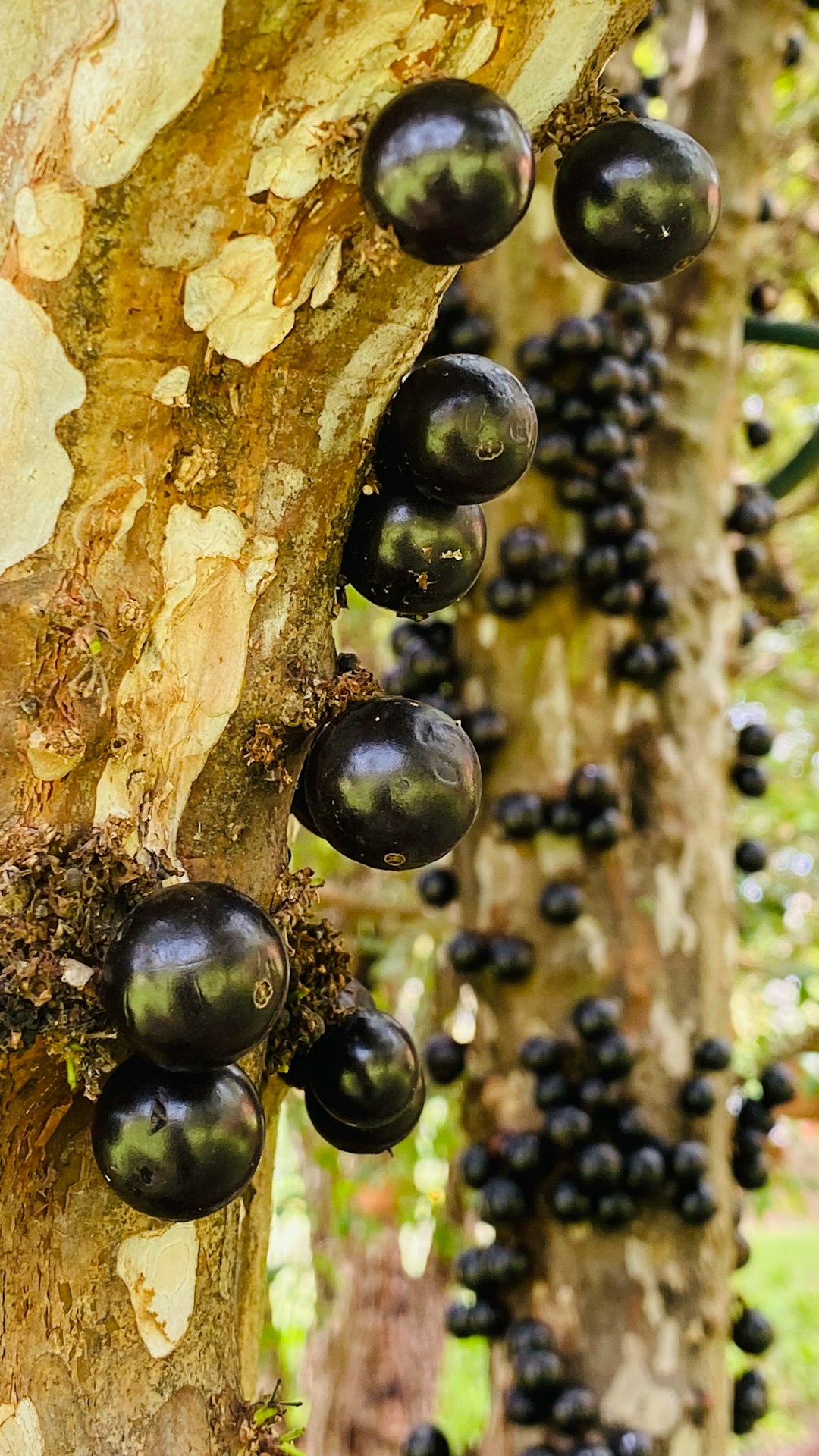 Jabuticaba: The Brazilian Grape Tree (image credits: unsplash)