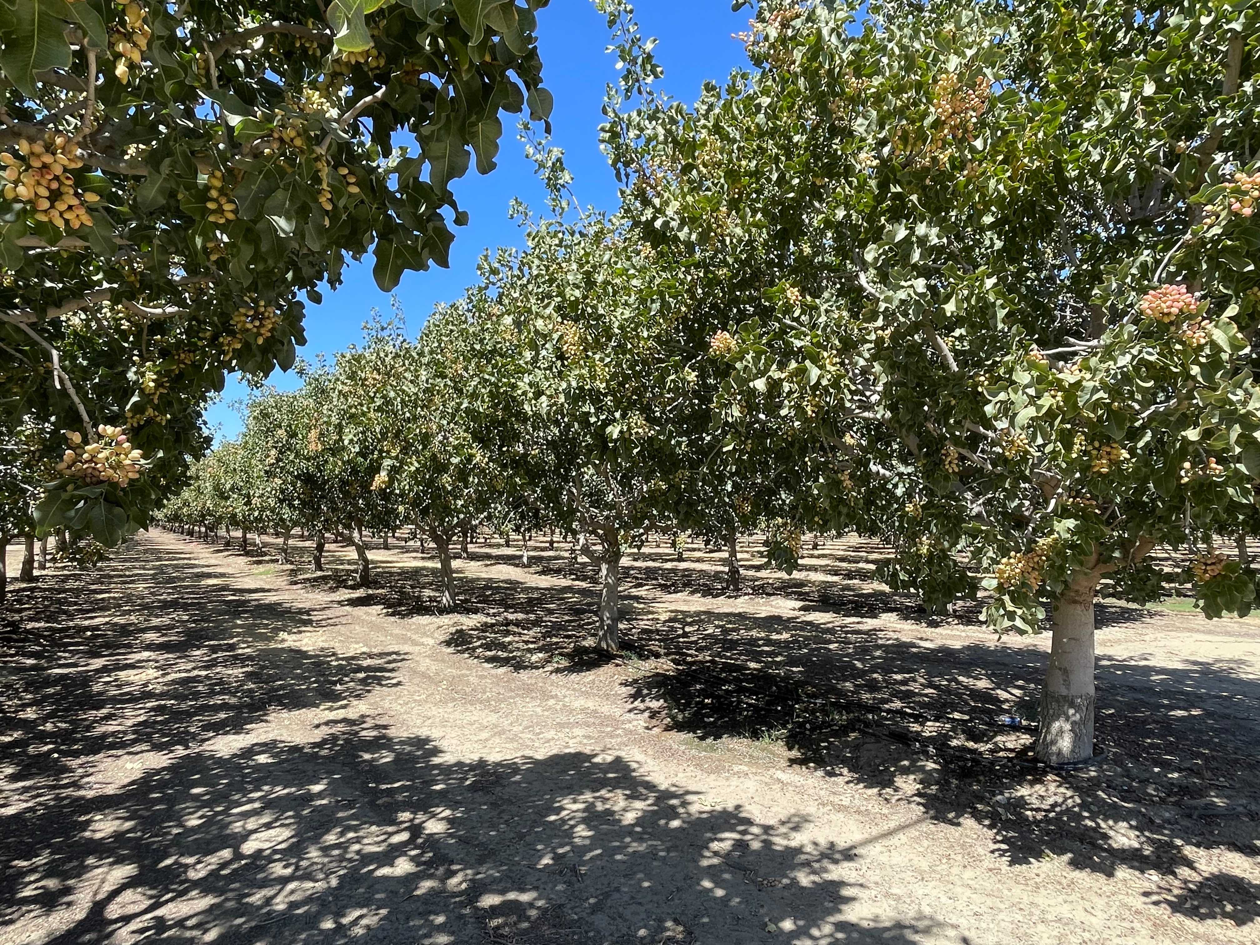 Sustainability: A Responsible Choice (image credits: wikimedia)