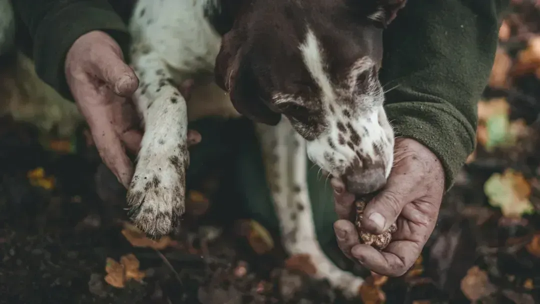 The Art of the Hunt: Dogs, Patience, and Pre-Dawn Walks (Image Credits: Unsplash)