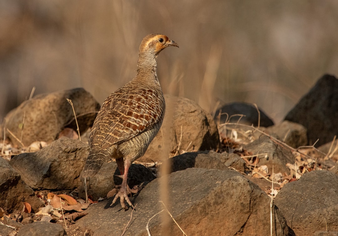 Quail: Small Bird, Big Impact (image credits: unsplash)