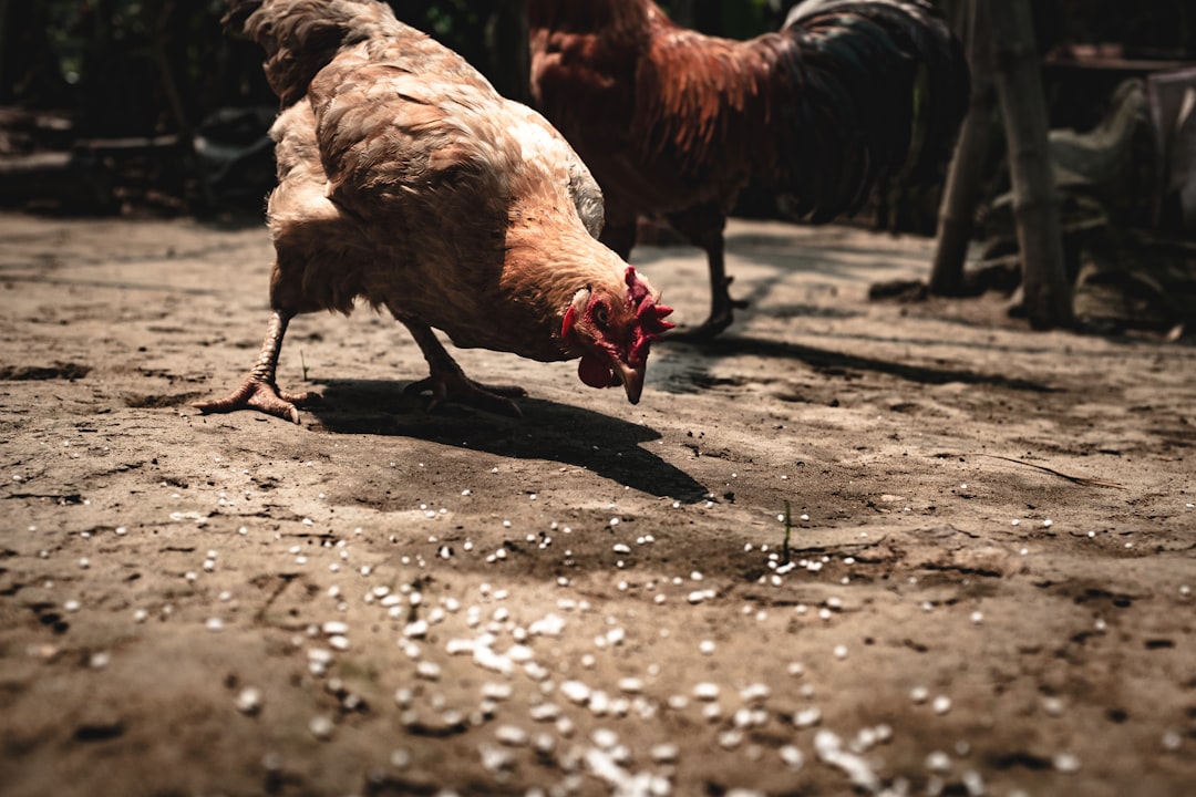 Increased Price of Animal Feed (image credits: unsplash)