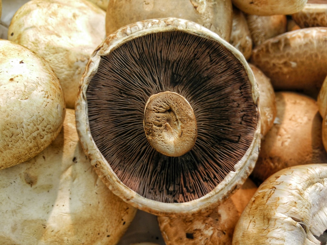 Portobello Mushrooms - The Steak Substitute (image credits: unsplash)