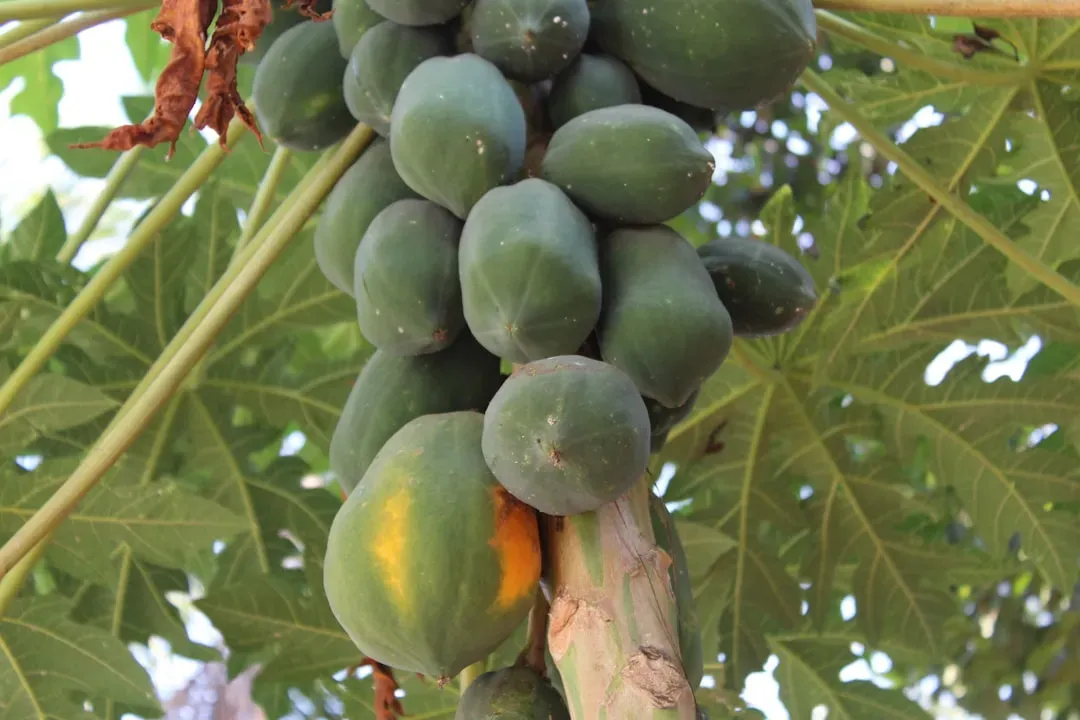 3. Papaya: Tropical Power in Every Bite (Image Credits: Unsplash)