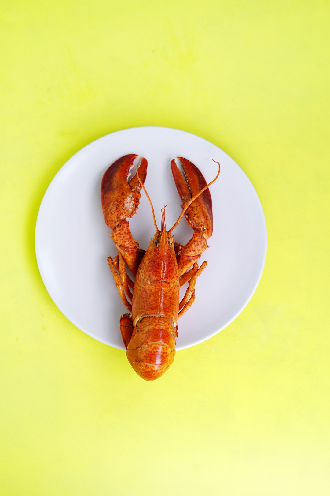 Lobster - The Luxurious Crustacean (image credits: unsplash)