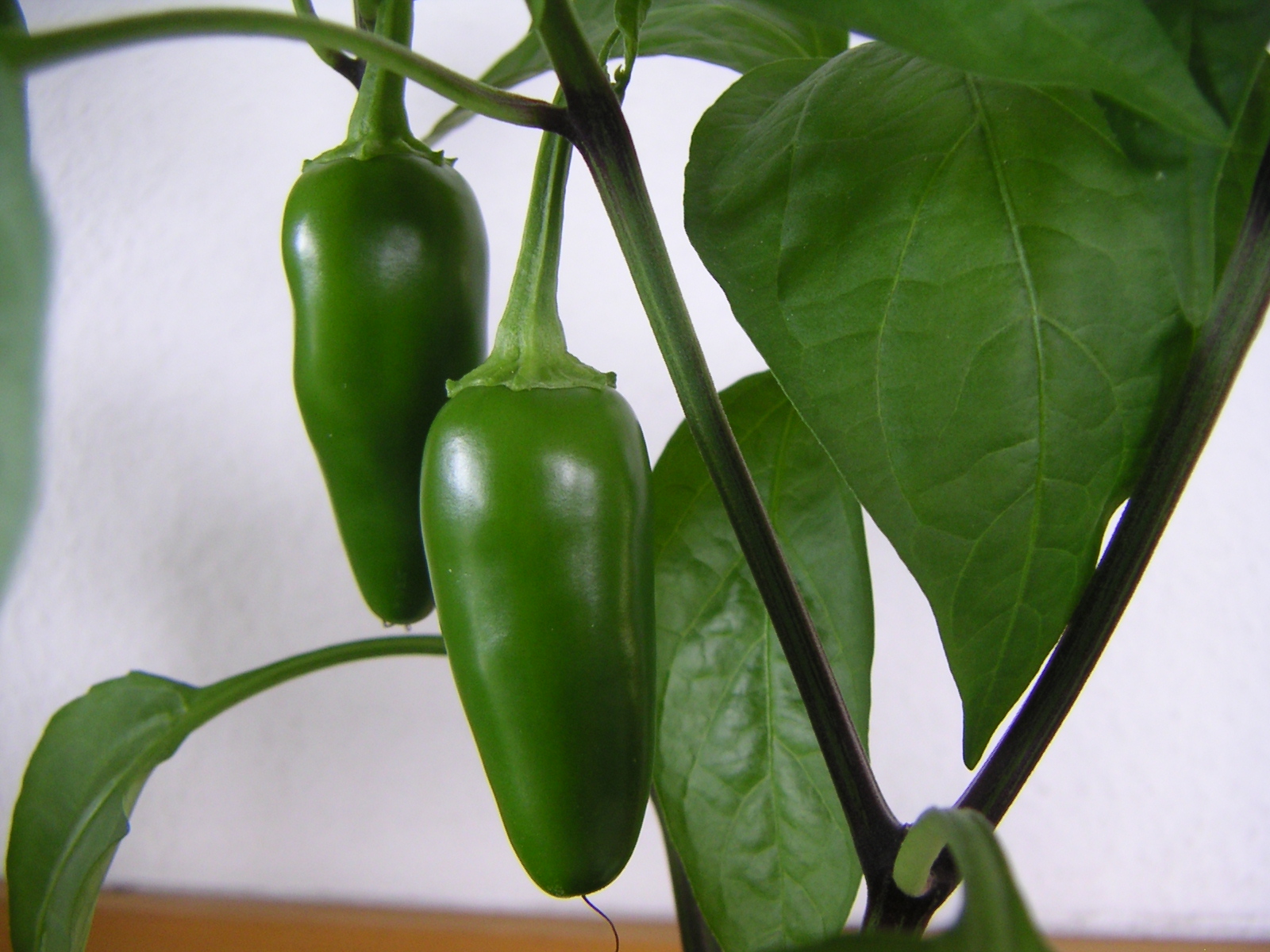 Jalapeño: Not “Jala-peeno” (image credits: wikimedia)