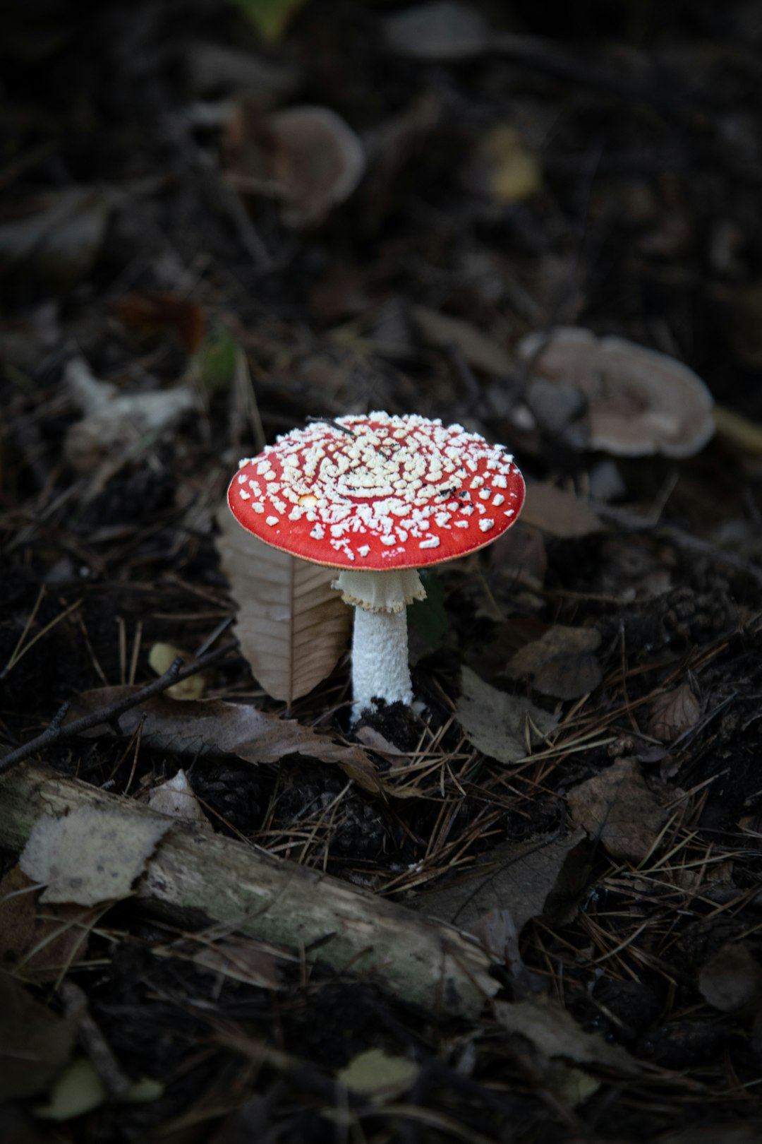 Wild Foraging Makes a Comeback (image credits: unsplash)