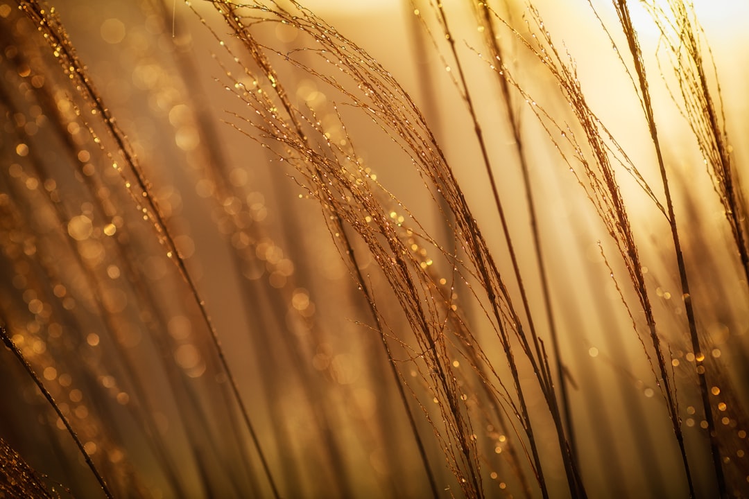 Wheat Tariffs and Bread Prices (image credits: unsplash)
