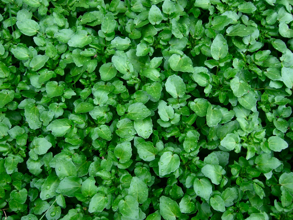 Watercress: The Ultimate Nutritional Champion (image credits: flickr)