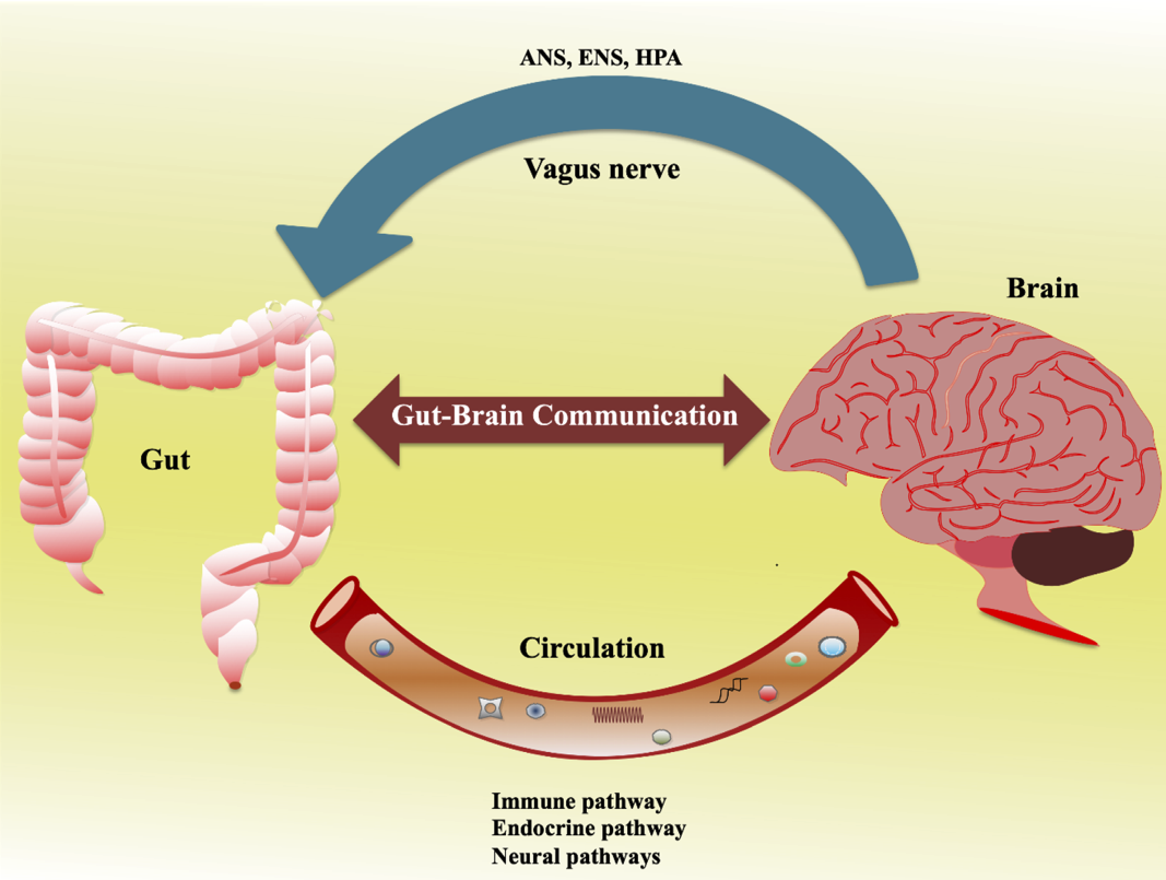 The Link Between Gut Health and Neurotransmitter Production (image credits: wikimedia)