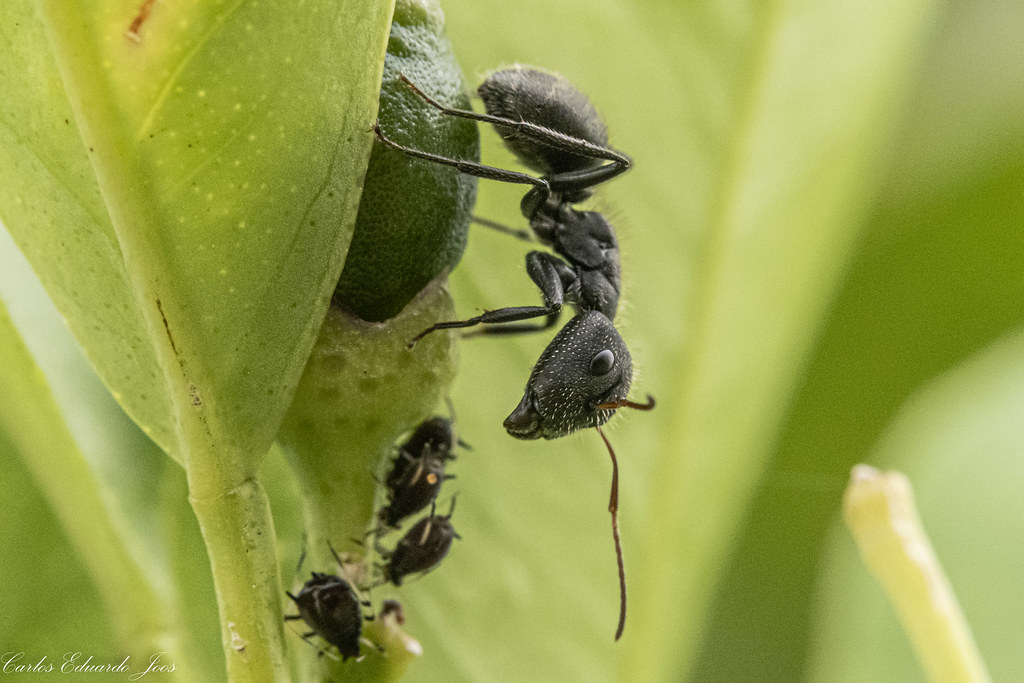 The Bizarre World of Insect Eating Contests (image credits: flickr)