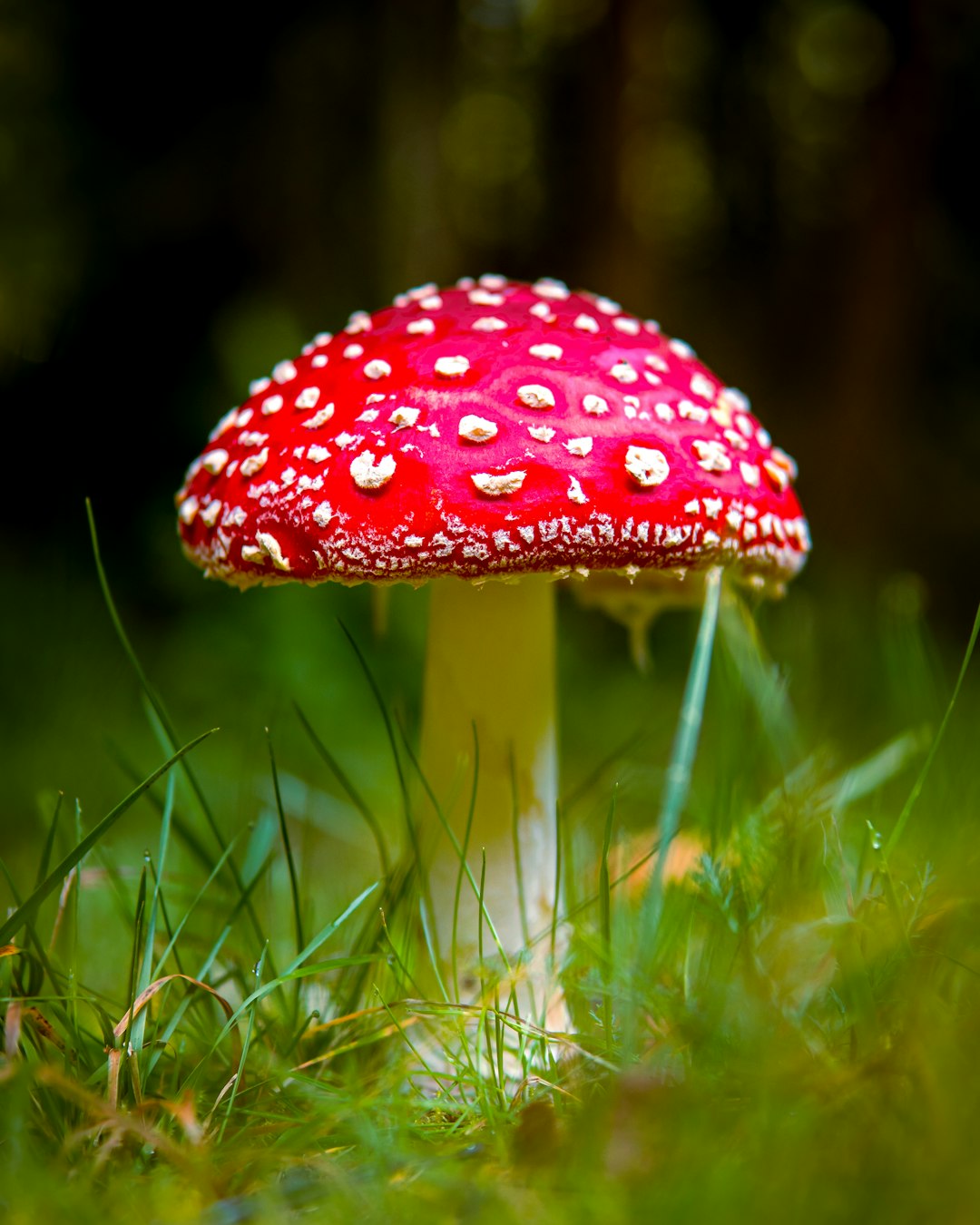 Mushrooms - The Mysterious Fungi That Feel Wrong (image credits: unsplash)