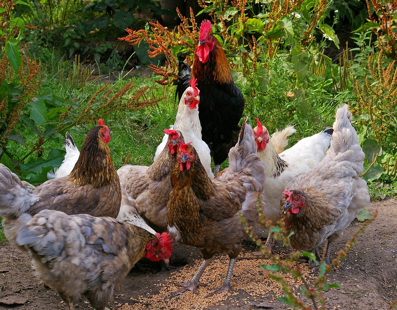 Organic Chicken and Antibiotic Realities (image credits: pixabay)