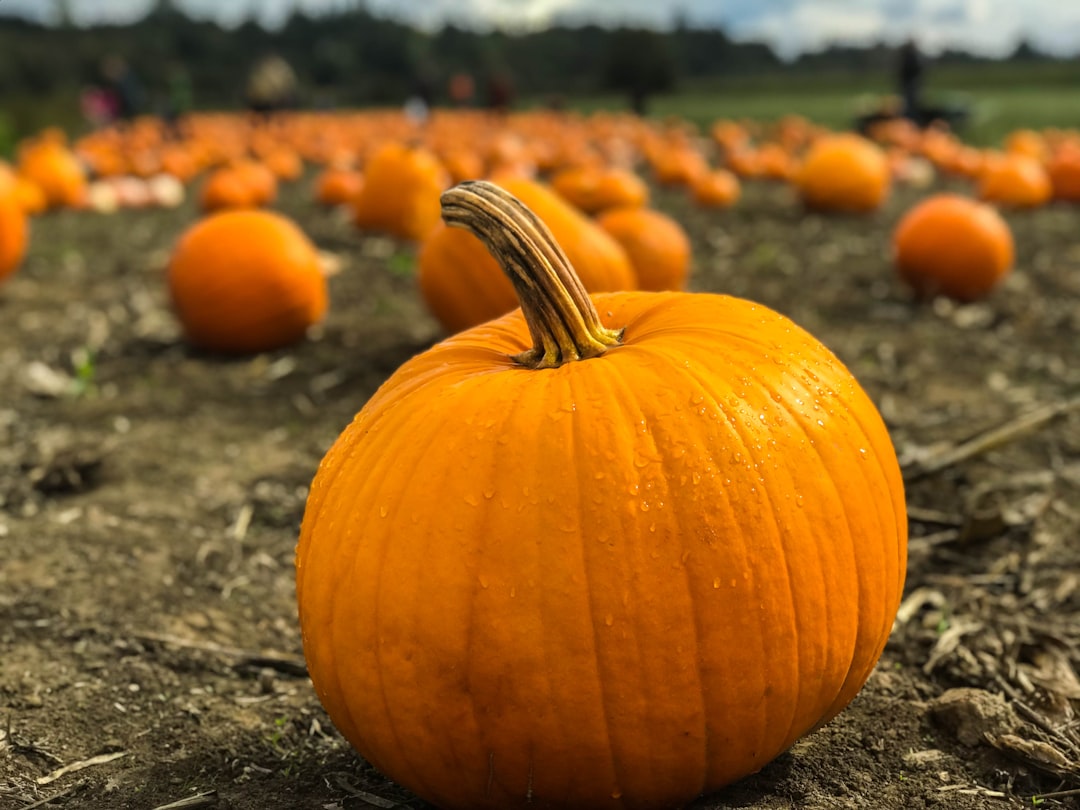 Pumpkin Spice French Toast Sticks (image credits: unsplash)