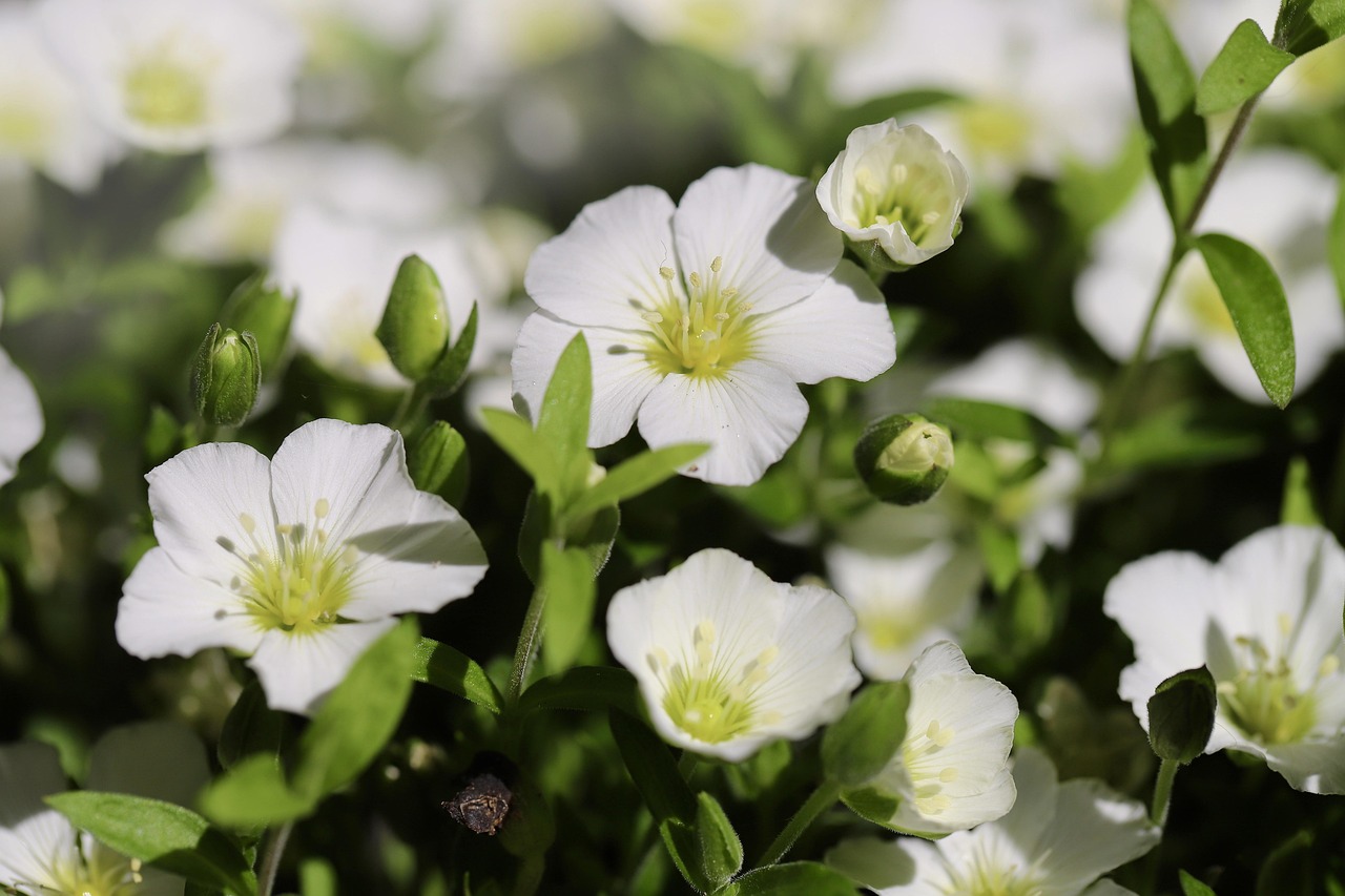 Chickweed as a Herb Substitute (image credits: pixabay)