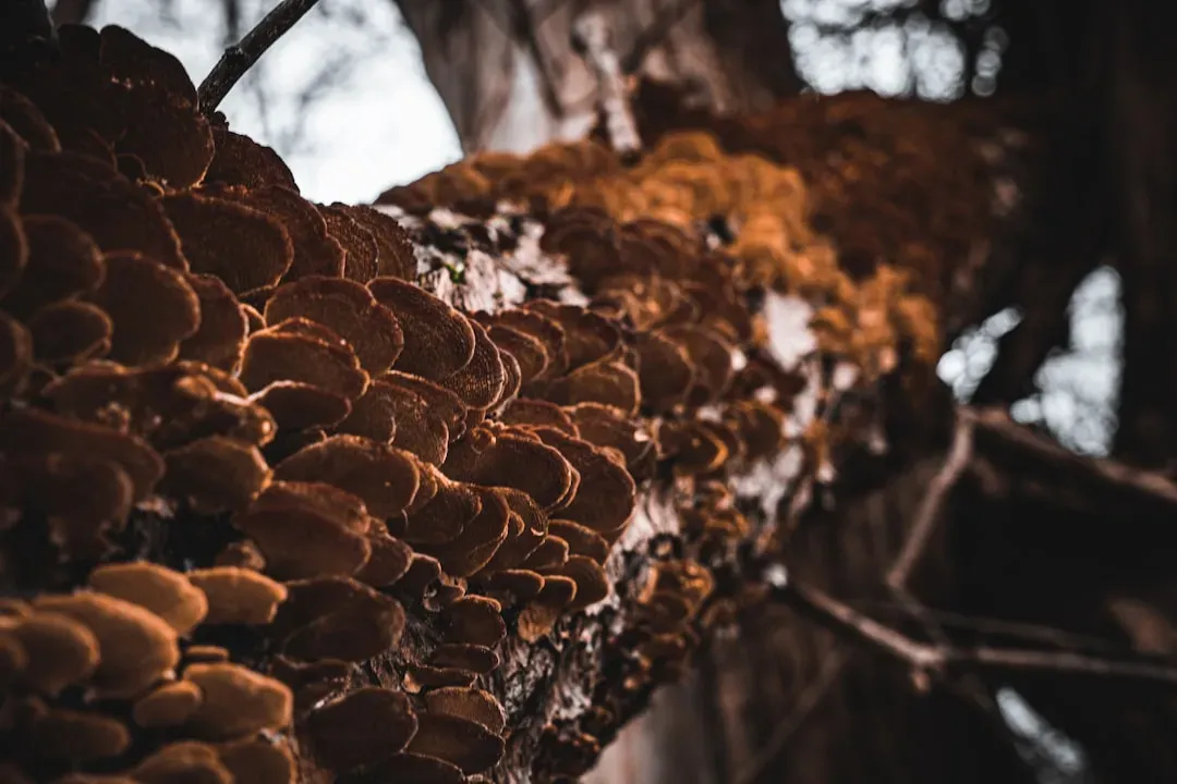 Tested Aboard the ISS: Growing Faster in Space Than on Earth (Image Credits: Unsplash)