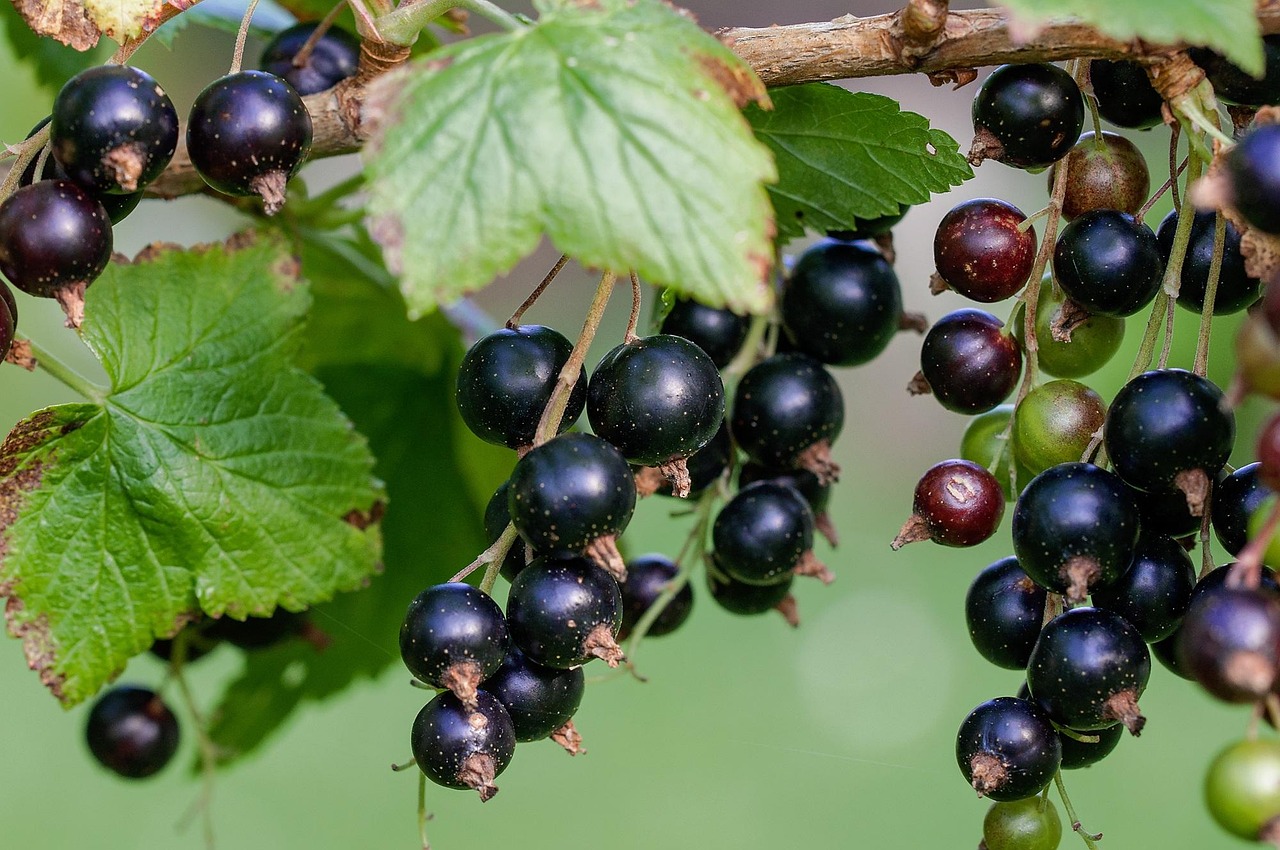 Currants: Little Gems with Big Benefits (image credits: pixabay)