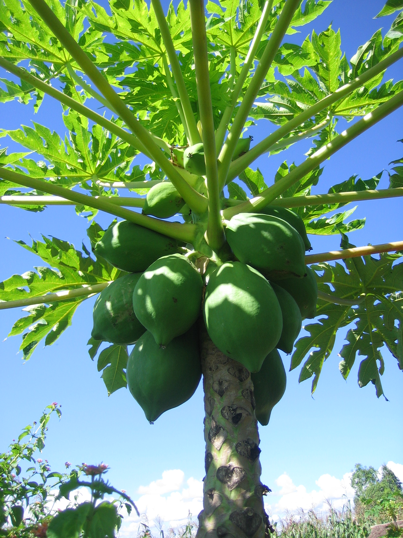 Pawpaw: America’s Forgotten Fruit (image credits: wikimedia)