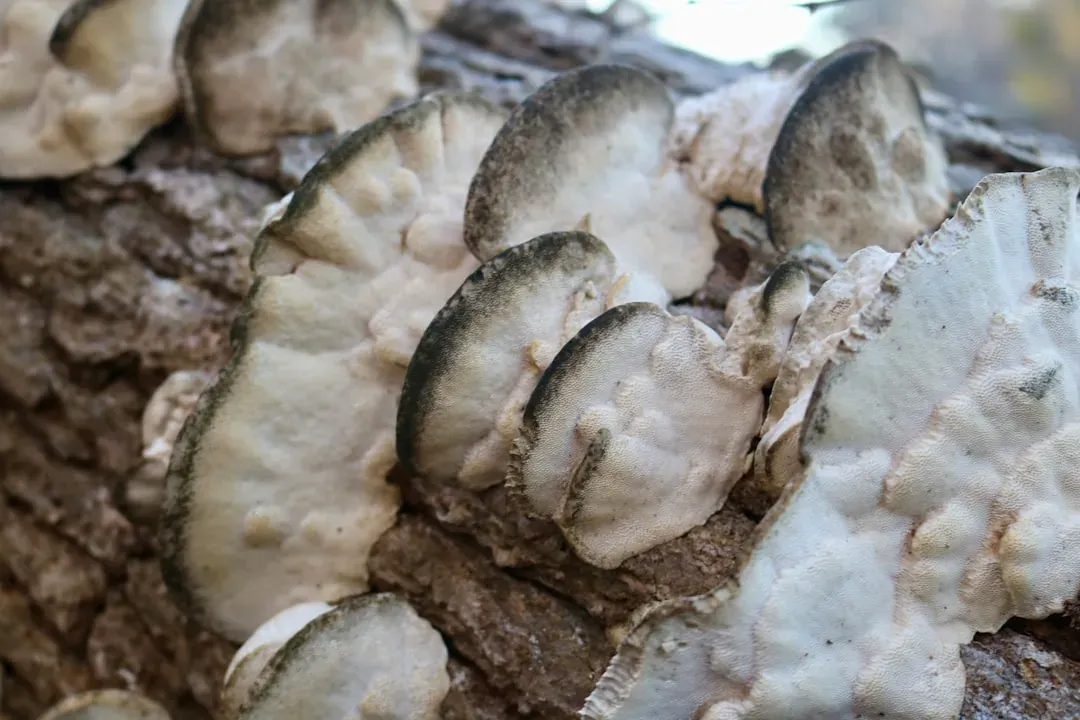 2. Oysters on the Half Shell (Image Credits: Unsplash)