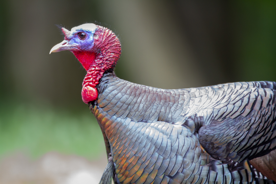Why Are Turkey Prices So High This Year? (Image Credits: Stocksnap)
