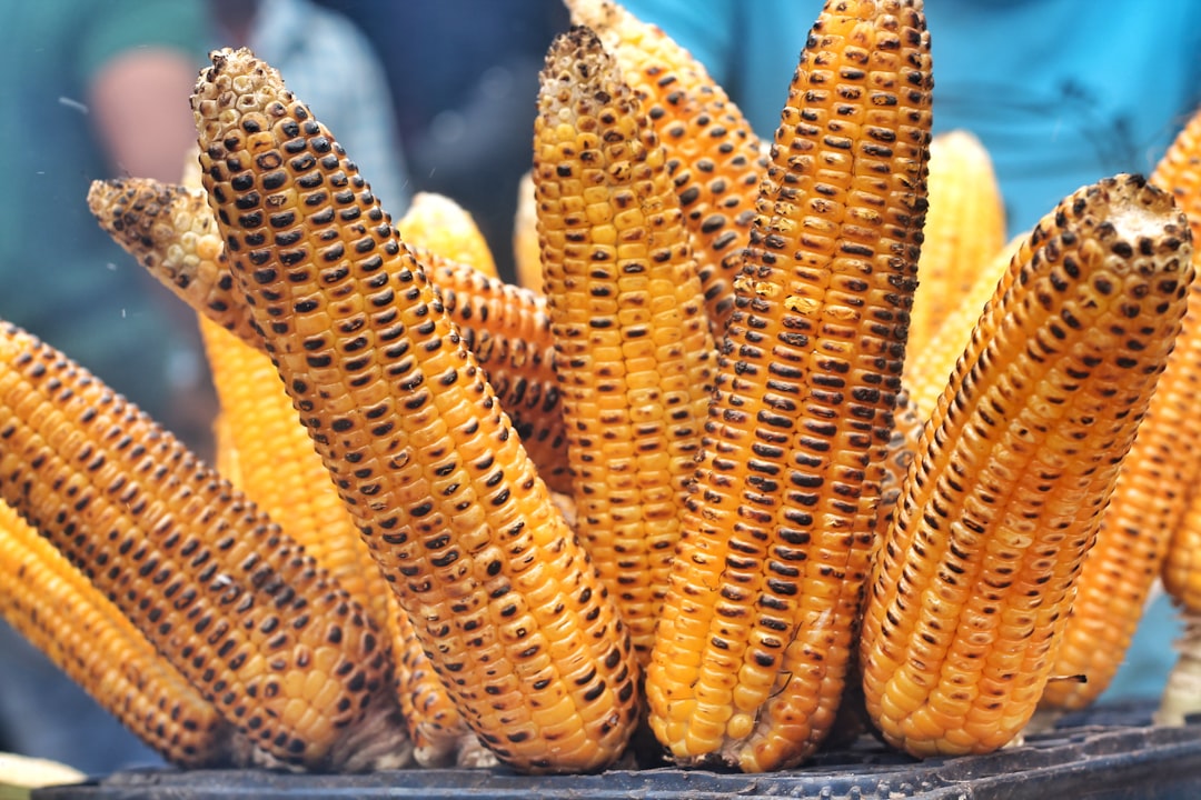 Fresh Corn on the Cob (image credits: unsplash)