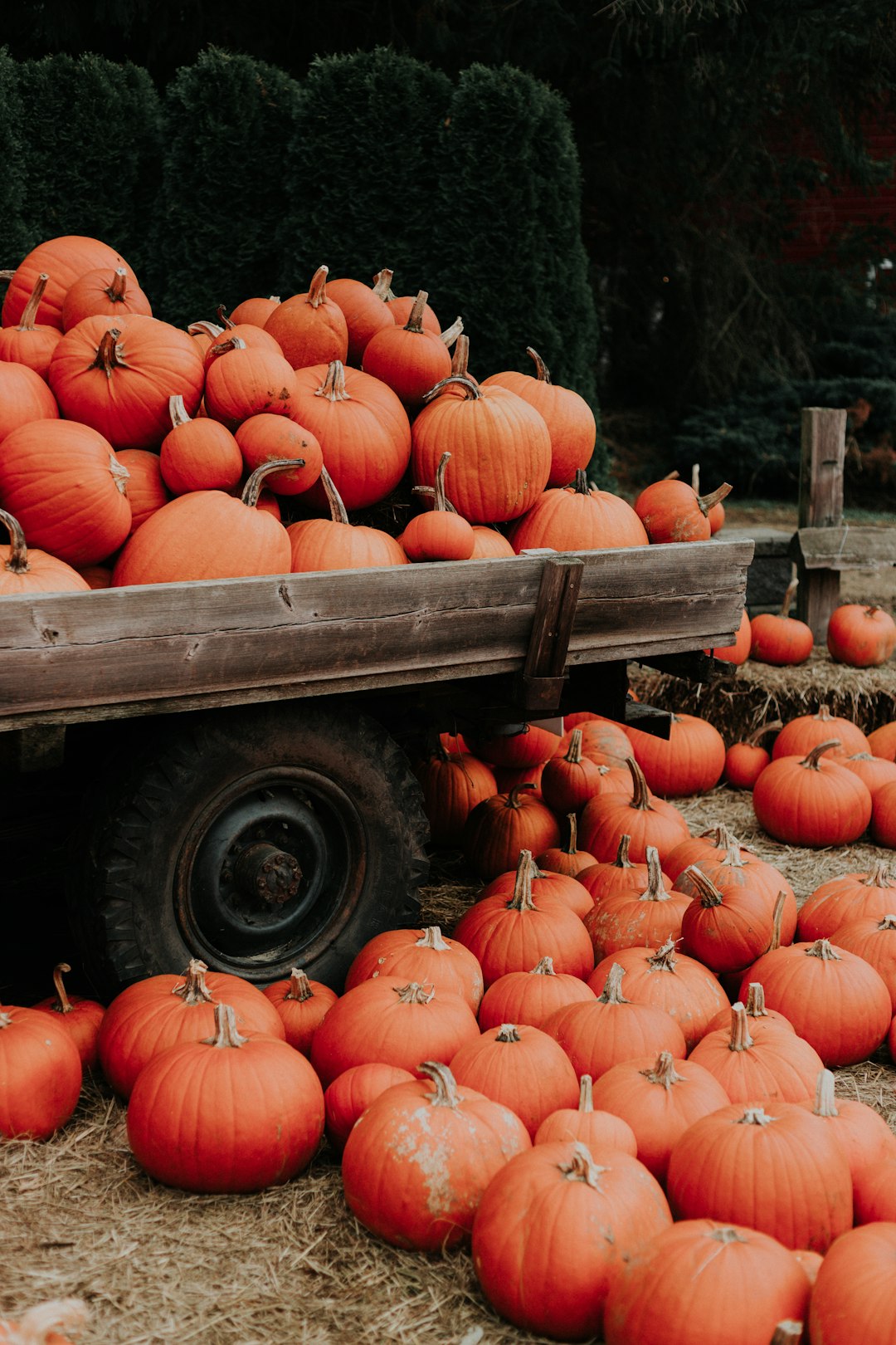 Pumpkins: Fall's Favorite Fruit (image credits: unsplash)