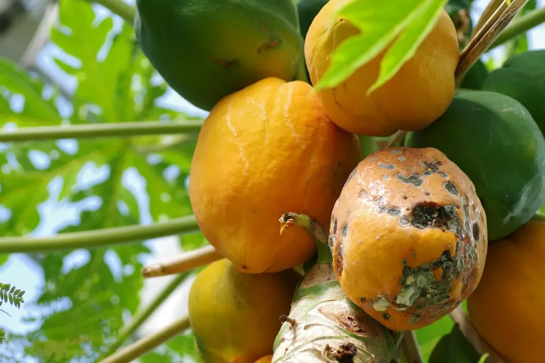 9. Overripe Papaya (GI Rises Significantly With Ripeness) (Image Credits: Unsplash)