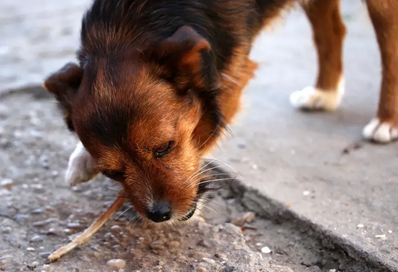What to Do When Your Dog Eats Something Dangerous (Image Credits: Pixabay)