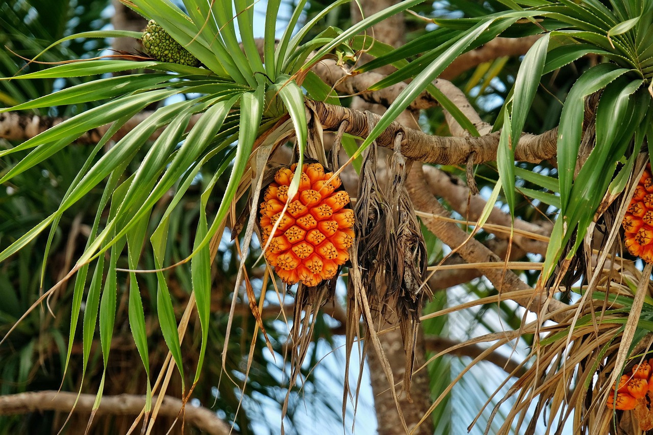 Pandanus - The Pineapple Screw Pine (image credits: pixabay)