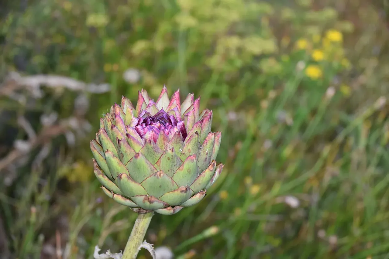3. Artichokes - A Fructan Stacking Problem (Image Credits: Pixabay)
