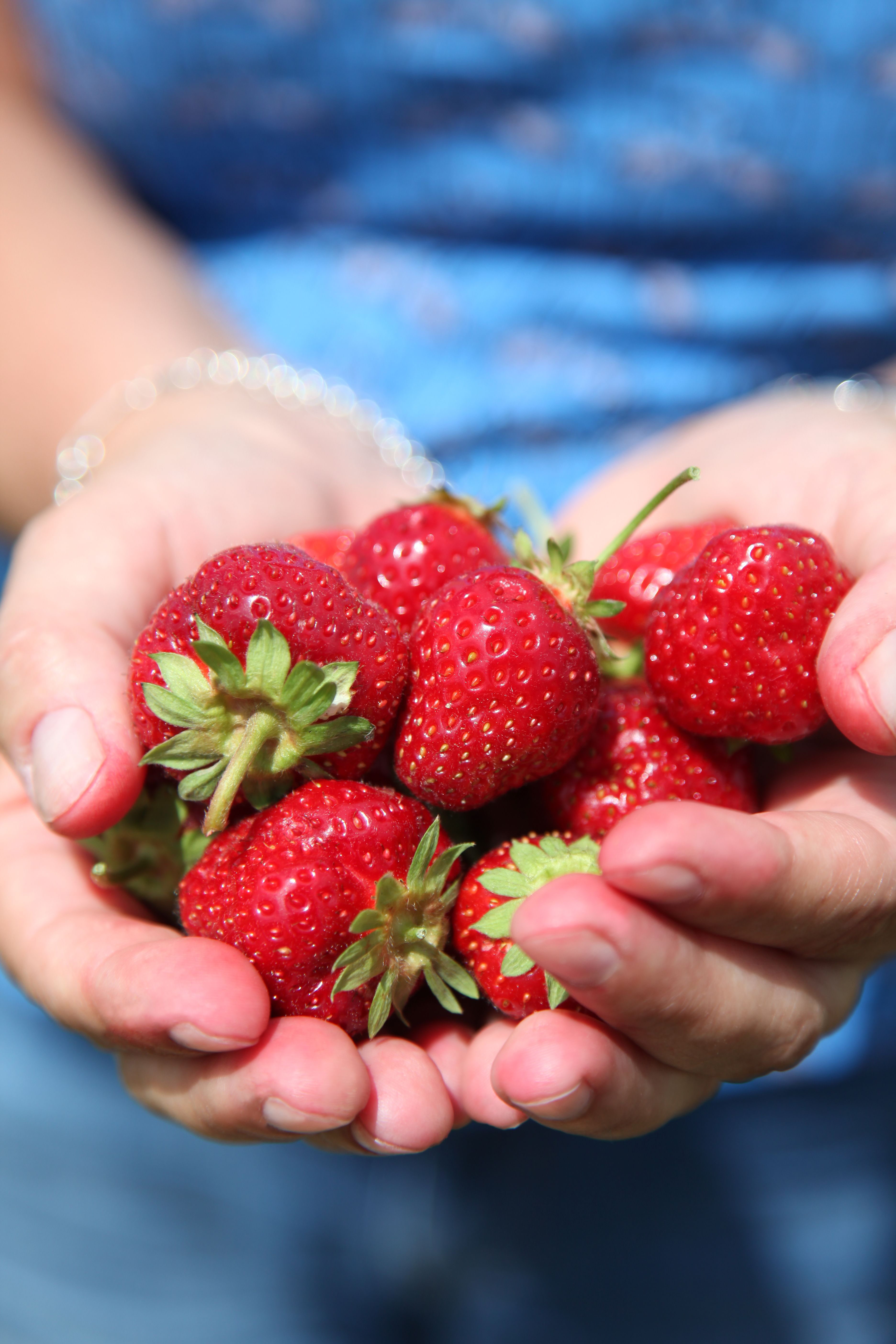 Strawberries: America's Favorite Contaminated Berry (image credits: wikimedia)