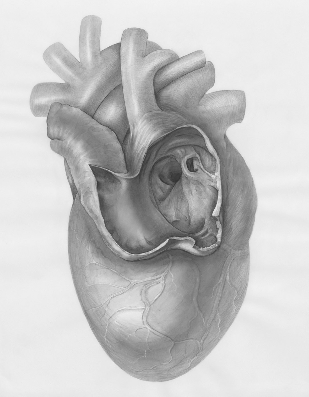 Why Your Heart Literally Can't Function Without Magnesium (image credits: unsplash)