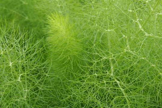 Dill: The Antioxidant Champion (Image Credits: Flickr)