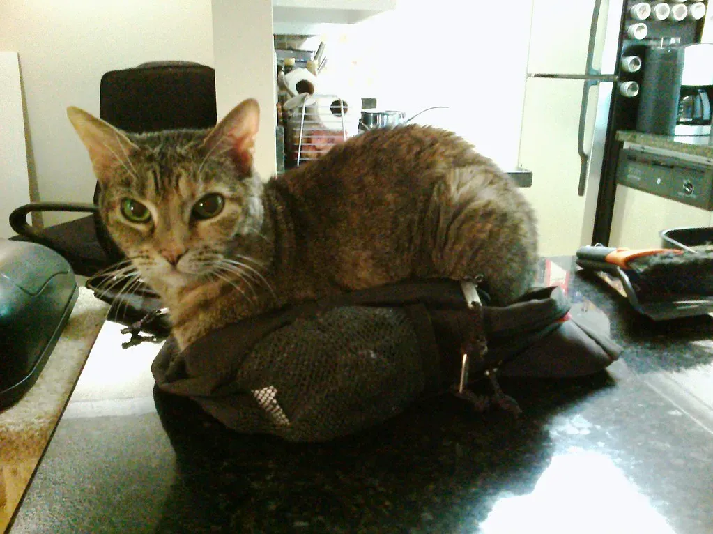 Annual Costs for Cats: Cheaper, But Not Cheap (Lisa Brewster, Flickr, CC BY-SA 2.0)