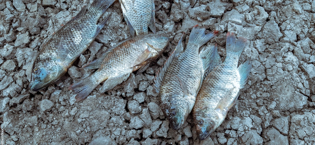 Recent Victims of the Deadly Gamble (image credits: unsplash)
