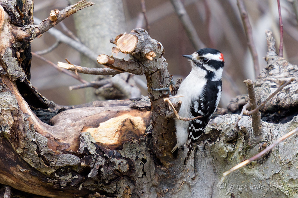 The Challenges of Shopping in Nature's Store (image credits: flickr)