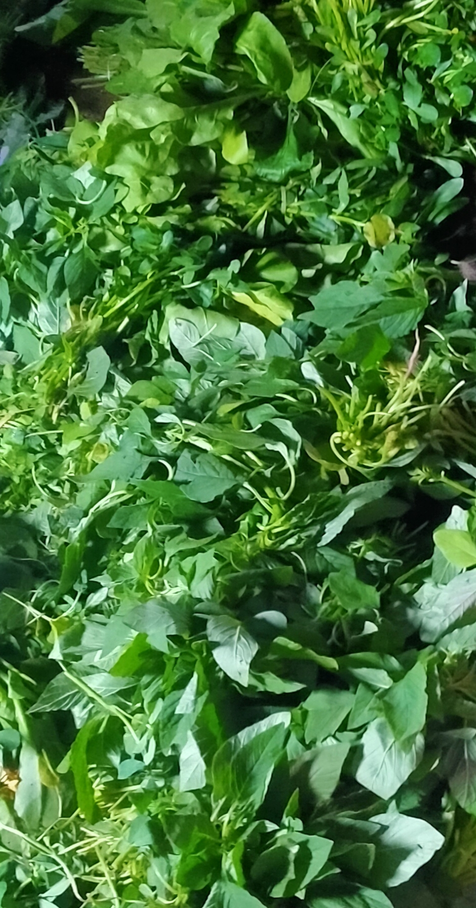 Green Leafy Vegetables: Nutrient-Dense Choices (image credits: wikimedia)