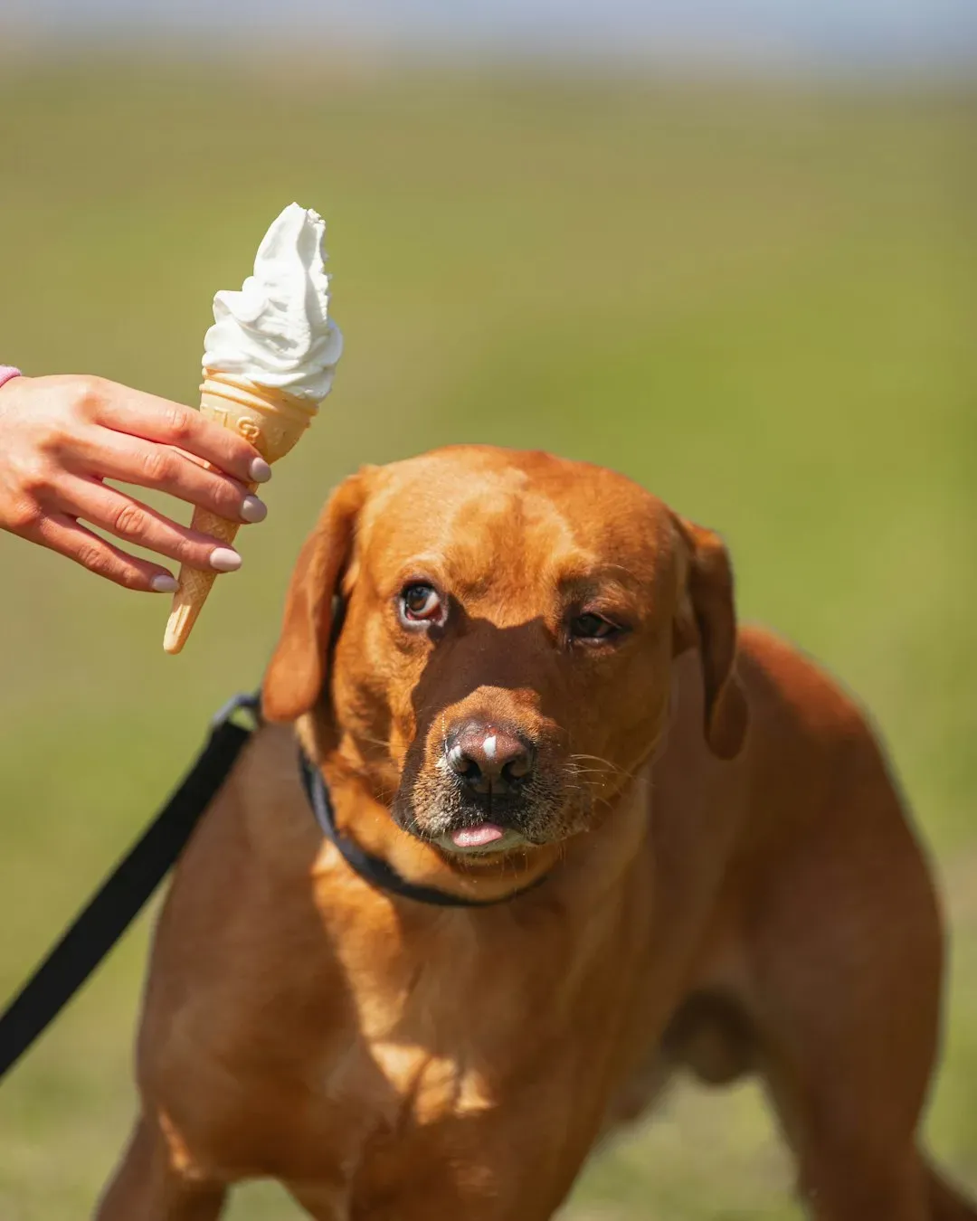 11. Dairy Products: The Lactose Problem (Image Credits: Unsplash)