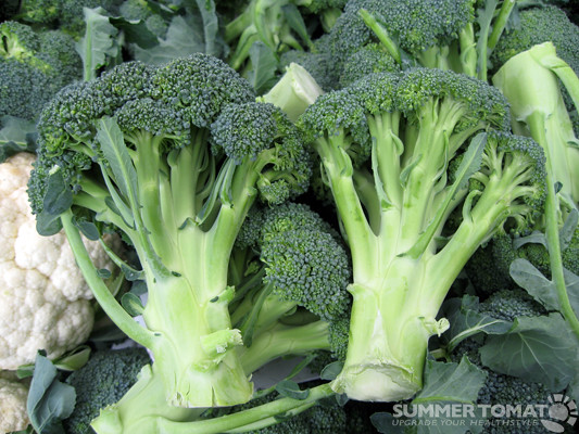 Broccoli: The Tree-Like Mineral Champion (image credits: flickr)