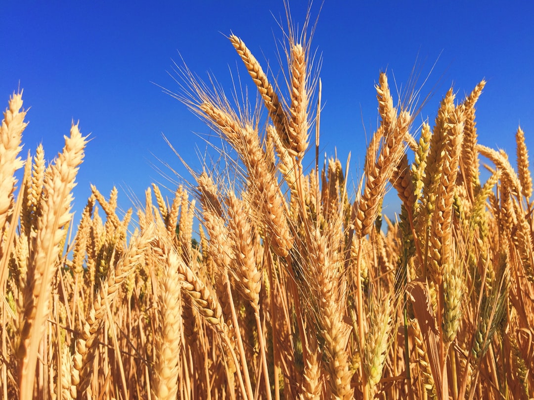 Barley: The Heart-Healthy Champion (Image Credits: Unsplash)