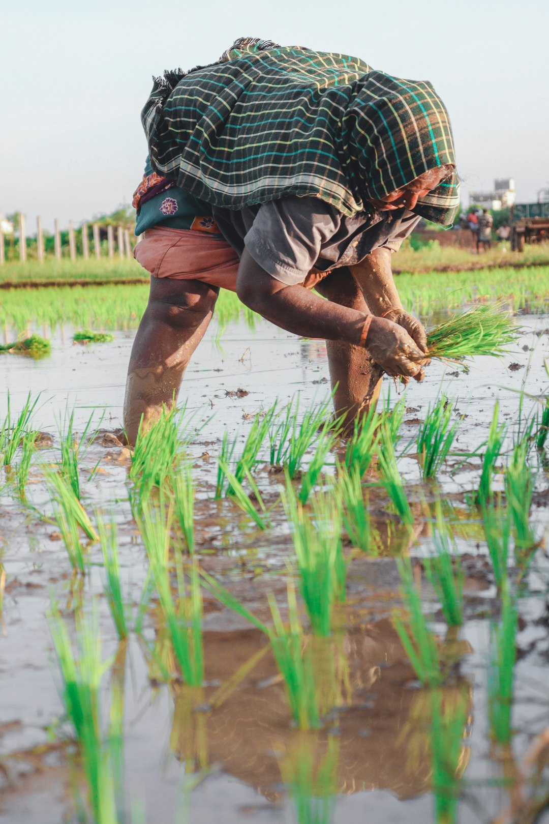 4. Farmers Are Switching Up Their Crops (image credits: unsplash)