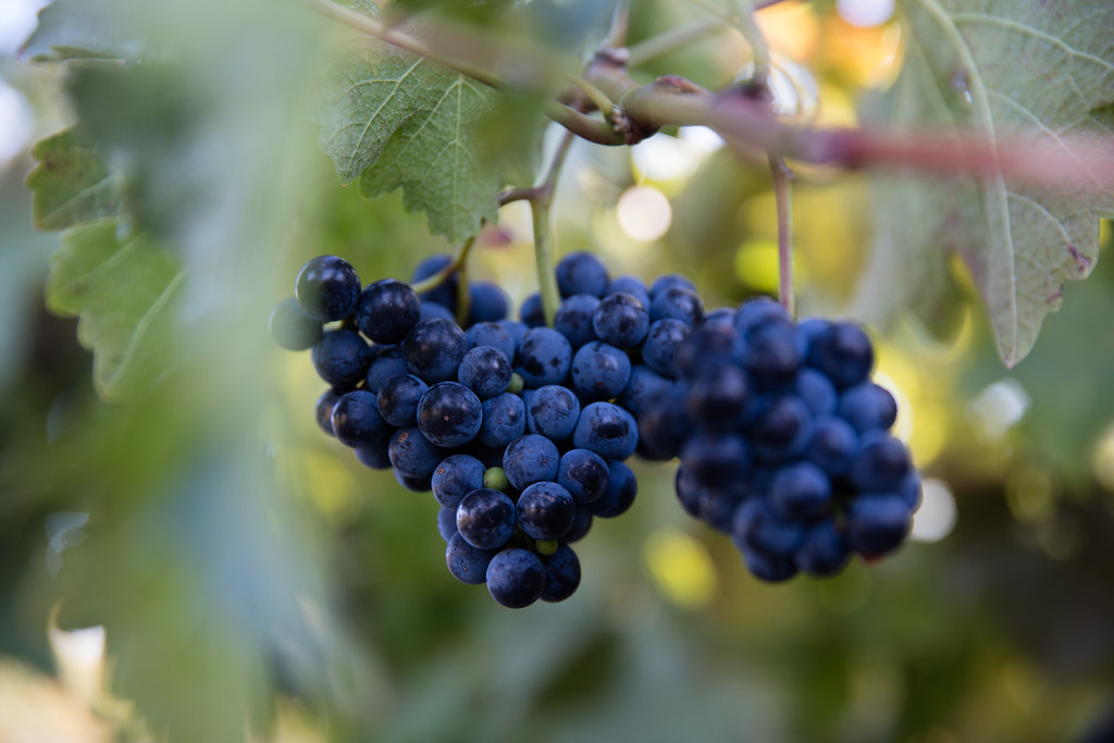 Dark-Colored Berries - The Anthocyanin Powerhouses (image credits: flickr)